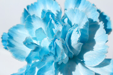 It is a blue carnation .	