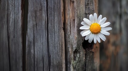 Daisy in Rustic Wooden Fence