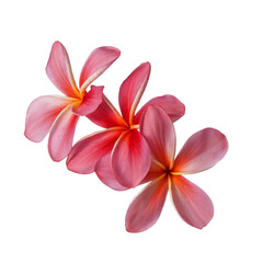Fototapeta premium pink plumeria flowers isolated on white background