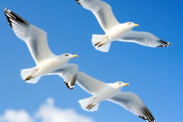 Fototapeta premium Seagulls gracefully soaring in a clear blue sky during a sunny day near the coast, Flying seagulls over the blue sky