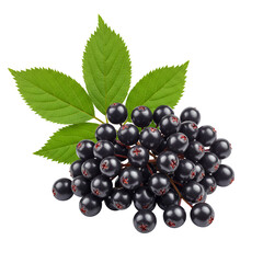 Elderberry Bunch with Leaves &ndash; Fresh Herbal Berries Isolated on White
