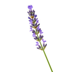 Naklejka premium Lavender Flower Stem – Herbal Bloom with Realistic Lighting on White