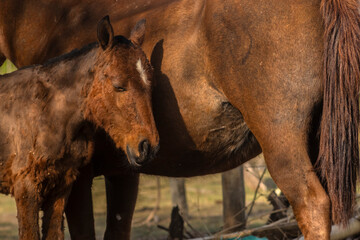 Portrait of a pony next to a mare on a farm in Brazil