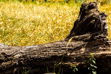 A fallen tree trunk in the grassy undergrowth on a farm in Brazil