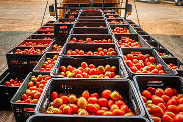 Marilia, Sao Paulo, Brazil, October 03, 2024. Truck loaded with plastic boxes full of tomatoes, to be unloaded at the sales box at the CEAGESP supply center