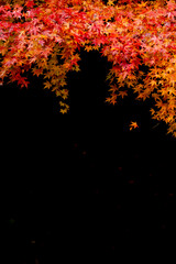 Autumn Leaves in Full Color on Black Background