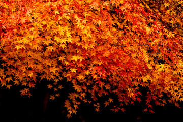 Autumn Leaves in Full Color on Black Background