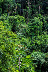 Obraz premium Tropical trees in the jungle forest on a mountain hill n Brazil. Top view