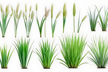 Fototapeta premium green grass isolated on white