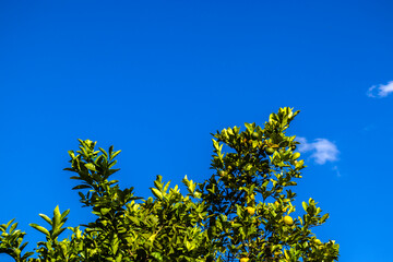Citrus orange tree of fruits under a vibrant blue sky. Ideal for agriculture, botany, healthy eating, environment and seasons themes.