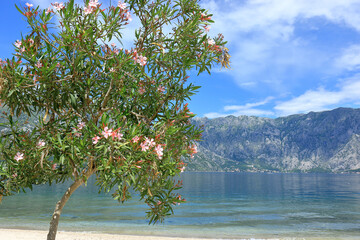 A beautiful Oleander tree on the beach by the Bay of Kator