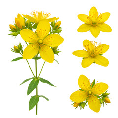 St. John's Wort Flowers – High-Resolution Herbal Bloom Isolated on White
