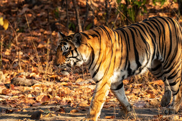 Majestic Royal Bengal Tiger Striding Confidently on a Forest Path in Daylight