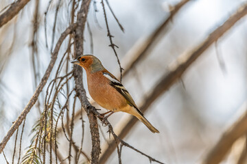 Common chaffinch, Fringilla coelebs, sits on a tree. Common chaffinch in wildlife.