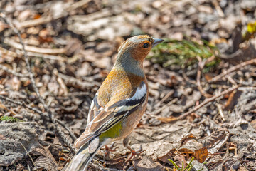 Common chaffinch, Fringilla coelebs, sits on the ground in spring. Common chaffinch in wildlife.