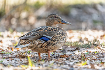 A duck female stands on its paws on the green shore of a pond.