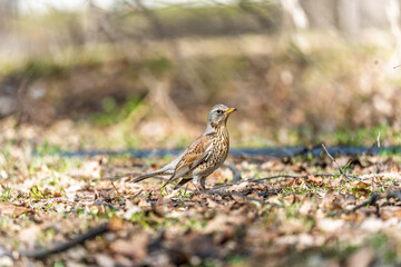 Wood bird Fieldfare, Turdus pilaris, on a sprng lawn.