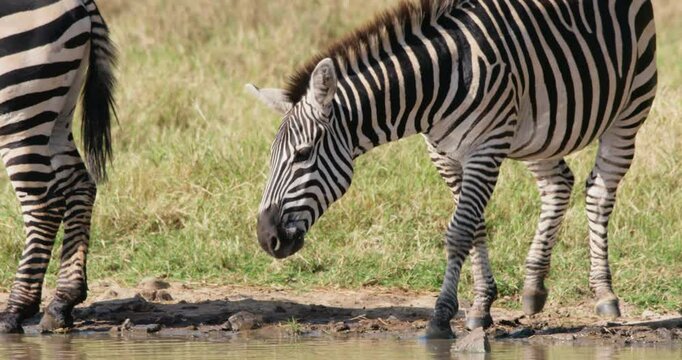 Wide of a zebra (Equus burchelli) drinking water at watering hole in savannah grassland in morning in Kenya