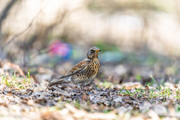 Wood bird Fieldfare, Turdus pilaris, on a sprng lawn.