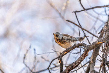Fieldfare is sitting on branch in winter or autumn on blue sky background.