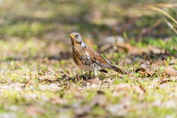 Wood bird Fieldfare, Turdus pilaris, on a sprng lawn.