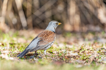 Wood bird Fieldfare, Turdus pilaris, on a sprng lawn.