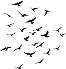 A dynamic flock of silhouetted birds in flight across a white background.