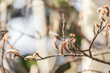 Backlit cluster of female European aspen or Quaking Aspen, Populus tremuloides, catkins, under the...
