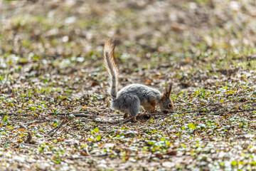 Squirrel in autumn or spring with nut on the green grass with fallen yellow leaves