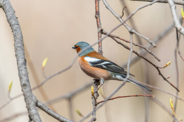 Common chaffinch, Fringilla coelebs, sits on a tree. Common chaffinch in wildlife.