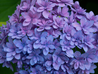 Fototapeta premium Gradient Hydrangea Blossoms with Overlapping Petals in Purple and Pink Tones