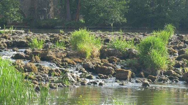 Beautiful Stream Flowing Admidst Moss Covered Rocks and Tall Grass