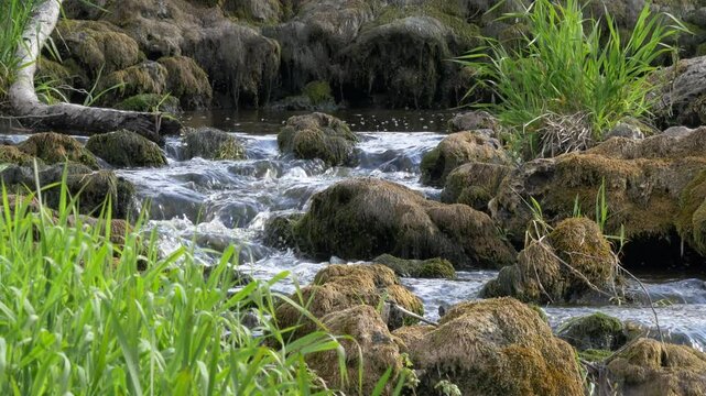 Beautiful Stream Flowing Admidst Moss Covered Rocks and Tall Grass, Closeup