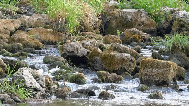 Beautiful Stream Flowing Admidst Tall Grass and Moss Covered Rocks