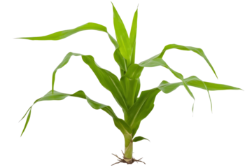 corn plant isolated on white background