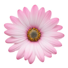 Pink osteospermum daisy flower isolated on transparent background