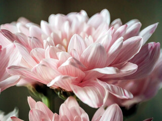 light pink chrysanthemum flowers in a bouquet