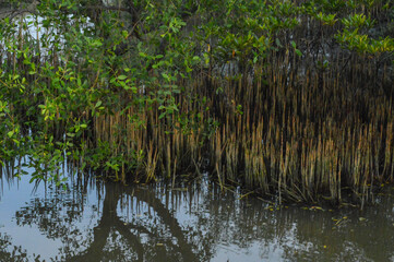Obraz premium A dense, green mangrove forest thrives with its intricate root system partially submerged in calm, reflective water. Represents coastal ecosystems, biodiversity, environmental conservation, nature