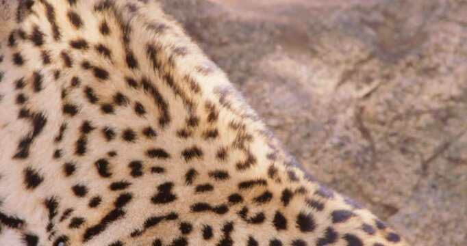 Extreme close-up of a Leopards (Panthera pardus) head scanning in dry savannah grassland at midday in Kenya