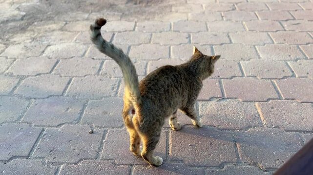 4K shot of a vocal tabby cat with tail up, meowing near a bench in soft golden hour light &mdash; ideal for pet behavior or lifestyle content.