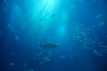 A lot of Sea fish live in oceanarium at Osaka Aquarium Kaiyukan, Japan.