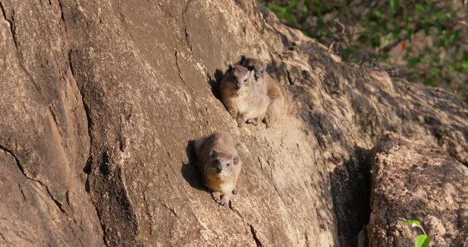 Wide of three rock hyraxes (Procavia capensis) sunbathing on a rocky outcrop in savannah grassland in morning in Kenya