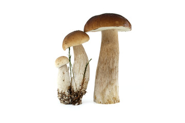 Fresh penny bun mushrooms isolated on white background for culinary use
