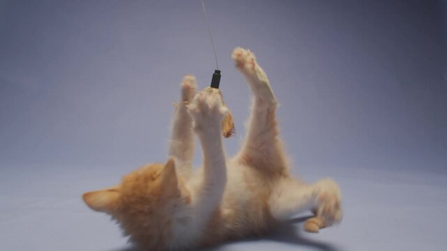 Pair of cute orange kittens play with a feather toy and wrestle with each other in slow motion against a blue backdrop. They are adorable, but not as tough as they think they are.