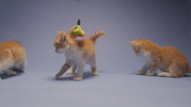 Three cute orange kittens play with toys against a blue background and tackle and wrestle each other
