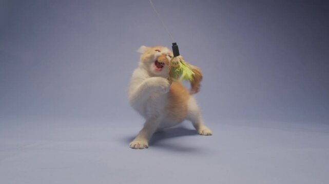 Playful young orange kitten tries to catch a toy hanging from above. He is fierce, but his aim is not great. Shot in slow motion against a blue backdrop.