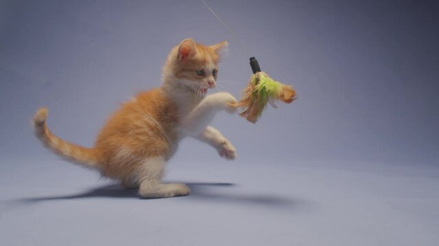 Adorable marmalade orange kitten tries to grab a dangling feather toy. He thinks he is fierce, but really he is just cute. Shot in slow motion against a blue background.
