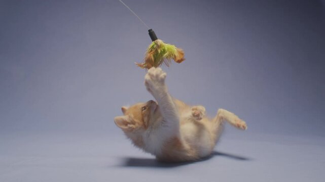 A baby orange marmalade kitten lies on his back and playfully swats at a dangling feather toy. Shot in slow motion against a blue background.