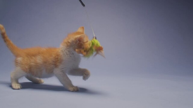 A cute baby orange kitten chases a feather toy and chases his own tail in circles against a blue background in slow motion