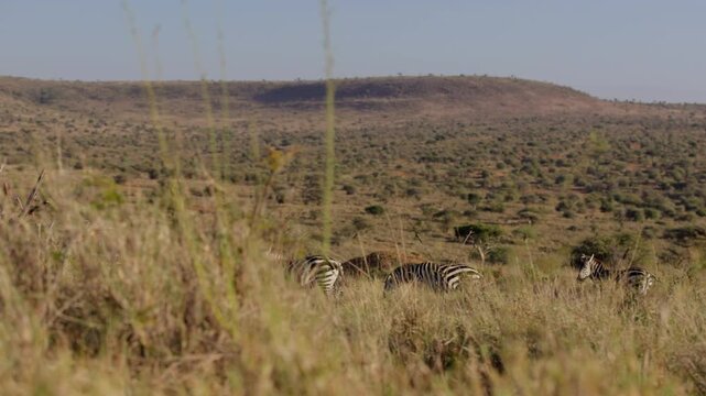 Very wide gimbal parallax of herd of Grevy zebra (Equus grevyi) grazing while wagging tails in savannah grassland in morning in Kenya